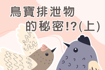 【鳥寶排泄物的秘密(上)】紀維寧獸醫