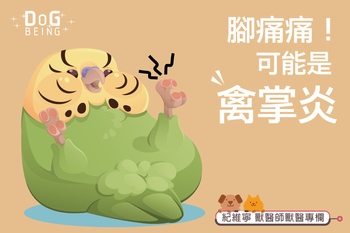 【腳痛痛，可能是禽掌炎】紀維寧獸醫