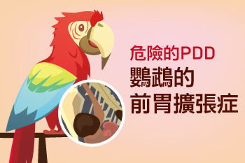 【危險的PDD鸚鵡的前胃擴張症】紀維寧獸醫師